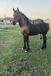 Manz frizian/friesian