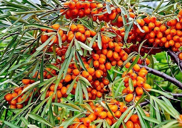 Arbusti Fructiferi (Catina Femela )