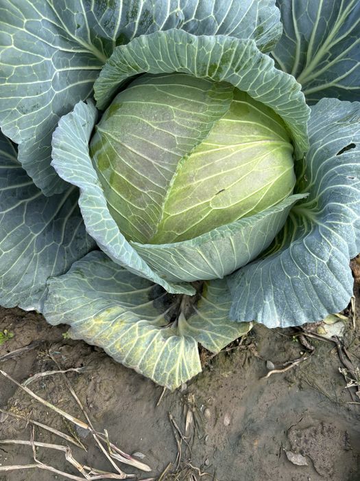 vând varză proaspătă