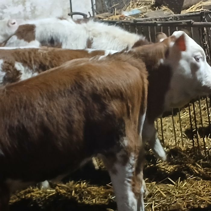 Vitei Intarcati tăurasi si vitele