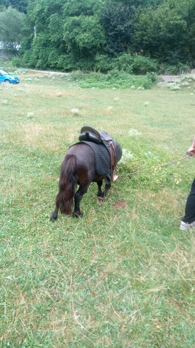 Ponei original de vanzare