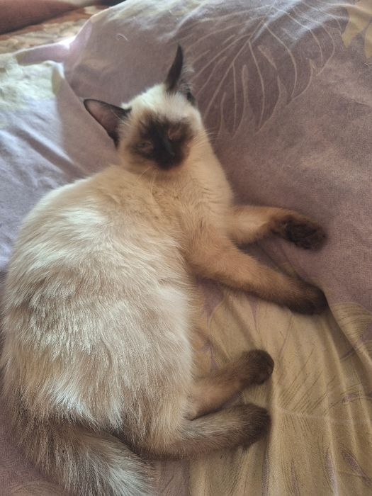 Сиямиски мушукчалар сотилади