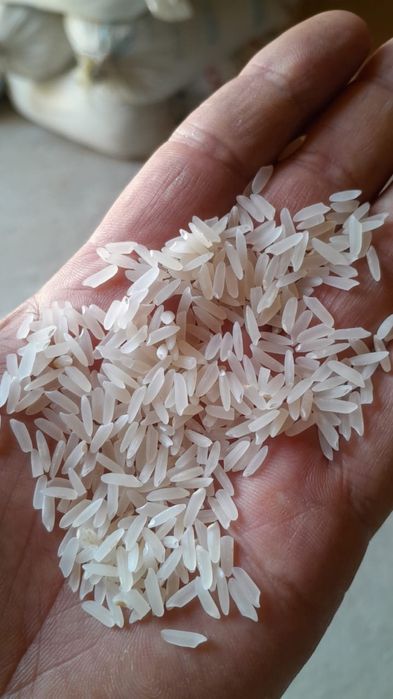 Рис лазер харезм