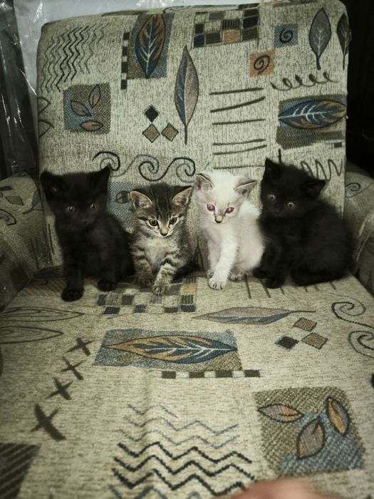 Отдам котят в хорошие руки