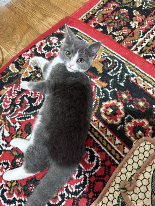 Продам кошку. Девочка примерно 3-4 месяца