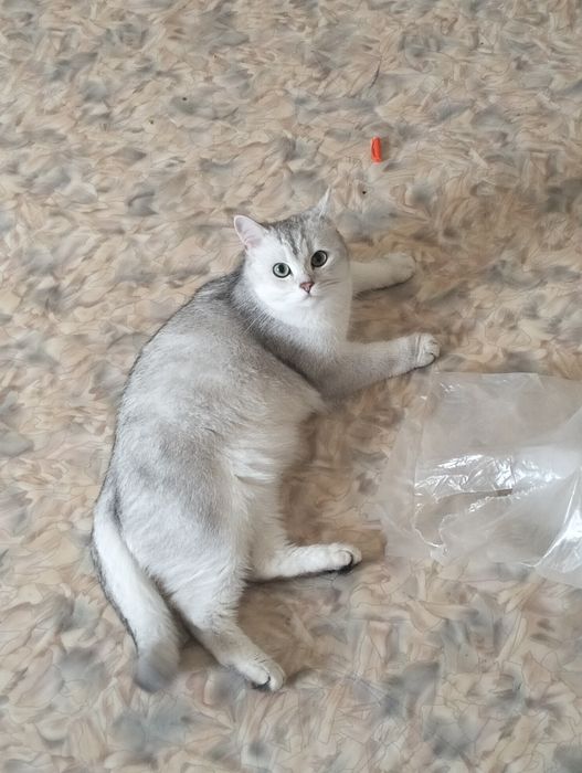 Продам британскую кошку