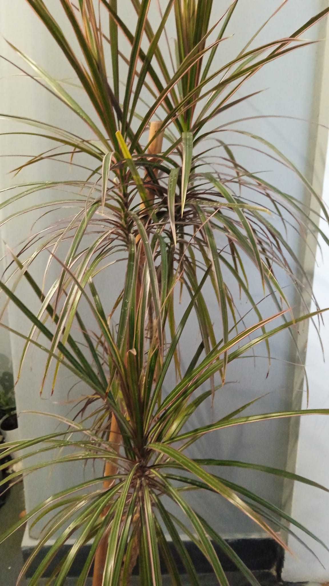 planta naturala Dracaena  Planta de apartament  planta decorativa mare
