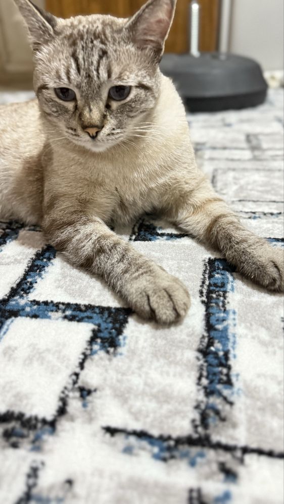 Кот в хорошие ручки