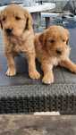 Pui rasa Labradoodle (Labrador+Pudel)