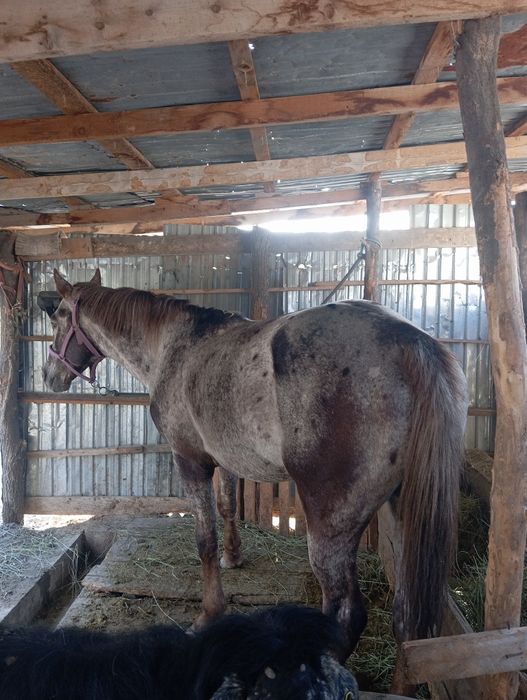 Айгыр 7 жаста сатамын