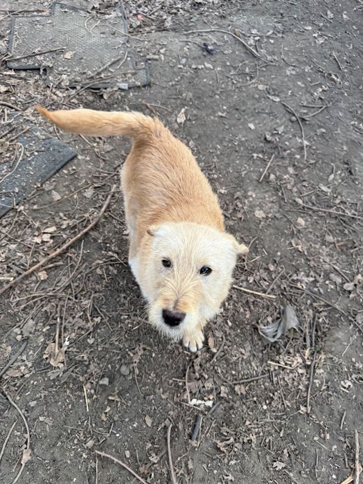 Отдам щеночка в хорошие руки