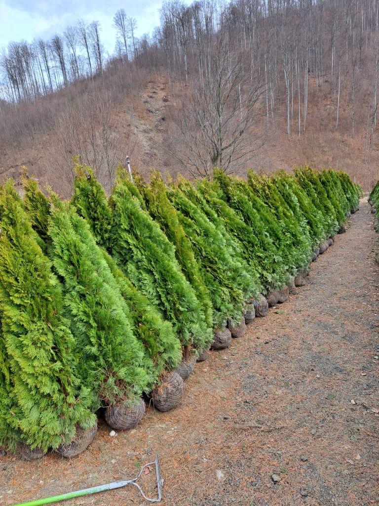 Vând plante ornamentale tuia leylandii