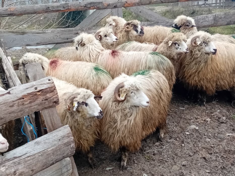 Vând 12 mioare la prima fătare