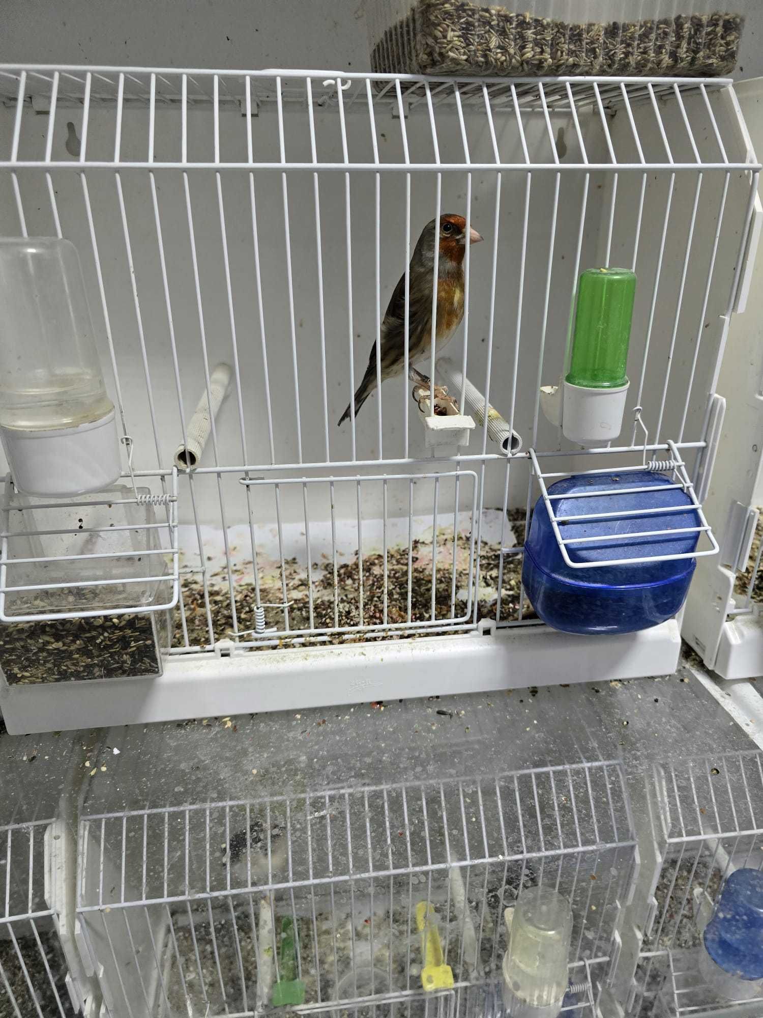 Canari disponibili