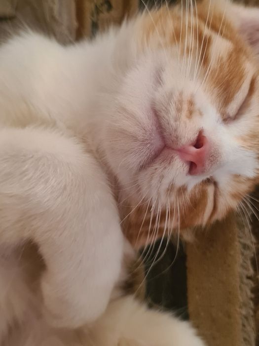 Отдам котенка бесплатно