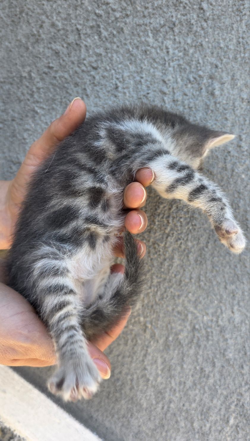 Подарявам малки котенца