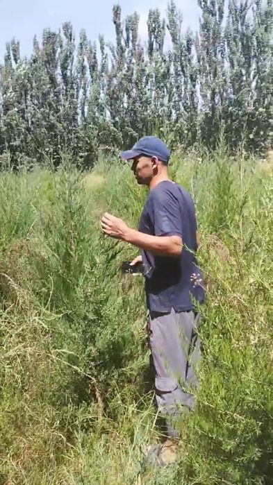 Ассалому-алайкум мажвинник арча сотилади