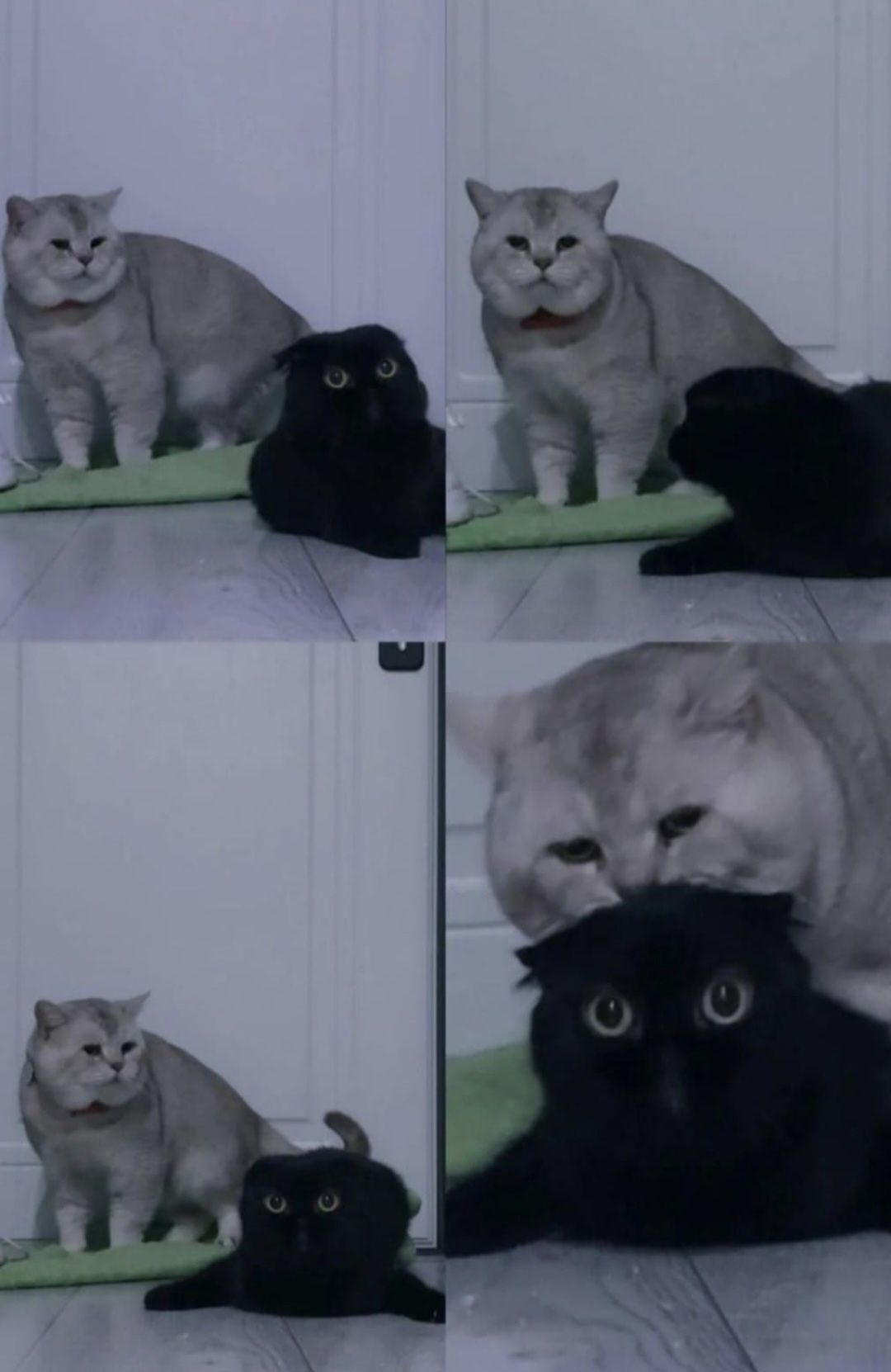 Вязка , Прямоухий Кот ( для прямоухих и вислоухих кошечек)