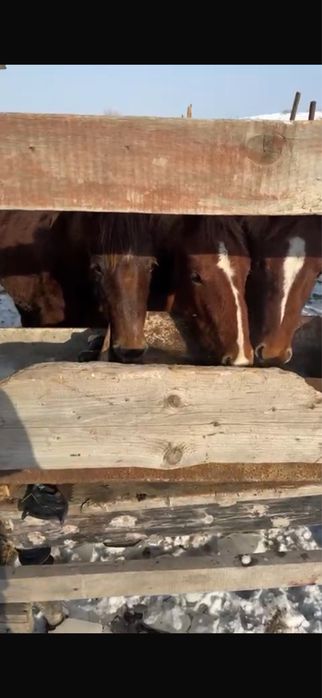 Продаю согым 8 месяцев