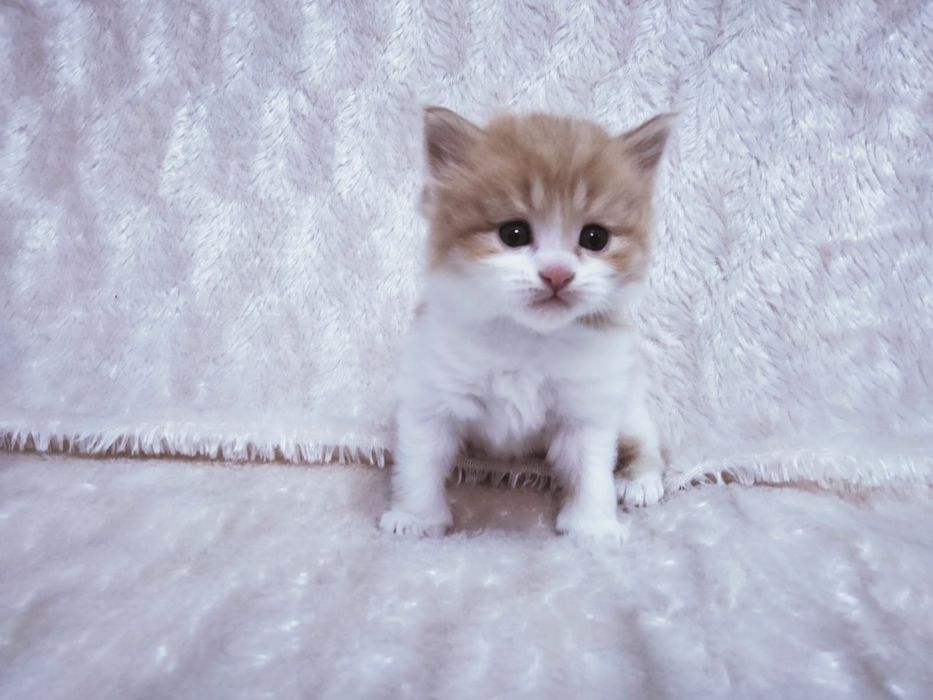 Продам котёнка,  персидской породы.