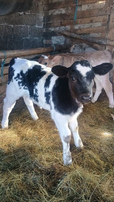 Vand 3 vitei de rasa