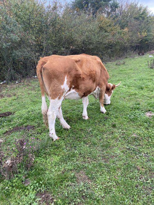 Vaca de vanzare