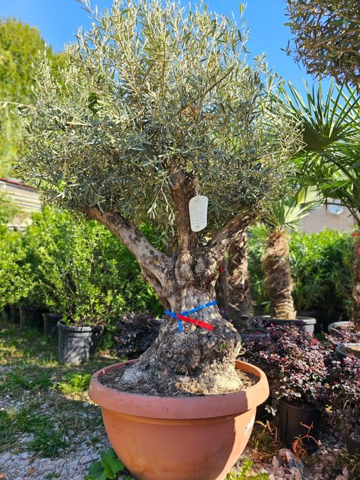 Brazi  Verzi Normandiana , Palmieri