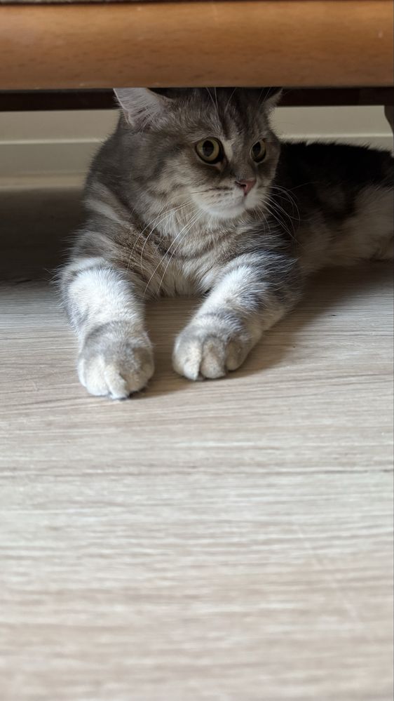 Скотиш страйт