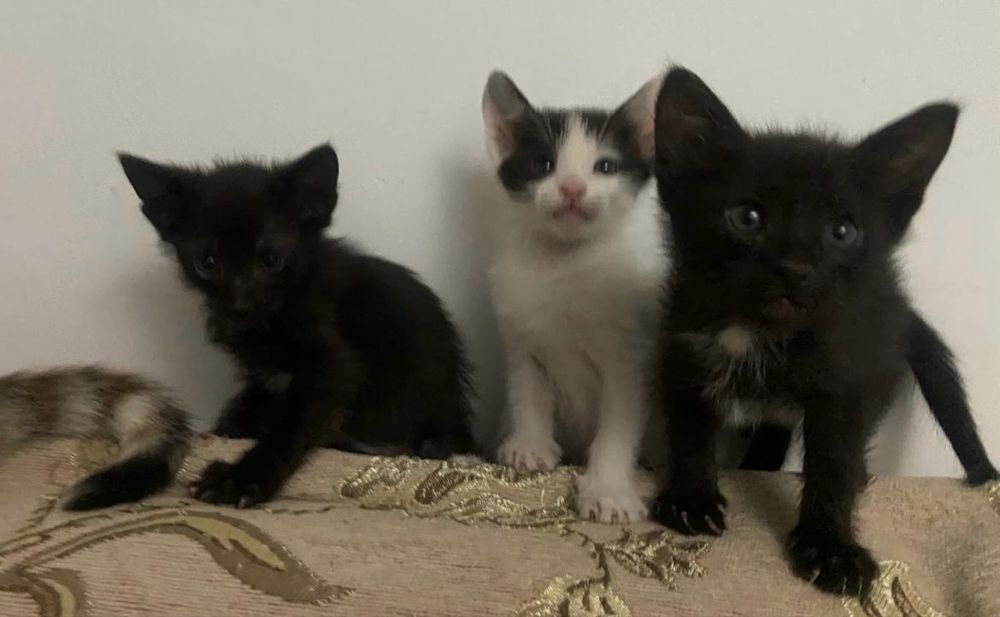 Милые  котята  в добрые руки