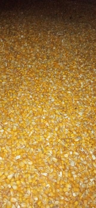 Porumb boabe recolta 2025