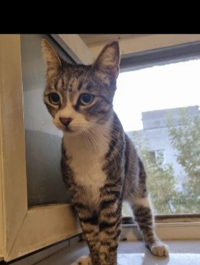 pisica de adoptat,fetita frumoasa,pisicuta pentru adoptie,pisica dragu