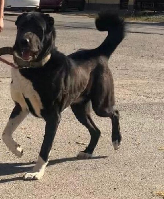 Алабай 2 года 7 месяцев вязка