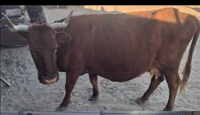 Сиыр сатылады 450мыңнан келісім бойынша бағасы