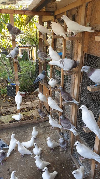 Ocazie! Vand voiajori albi pentru nunti si voiajori concurs vaccinati!