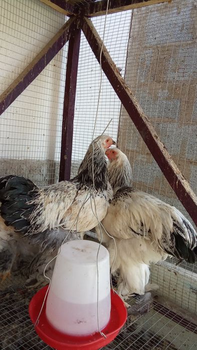 Светлий Брама хурозчалар