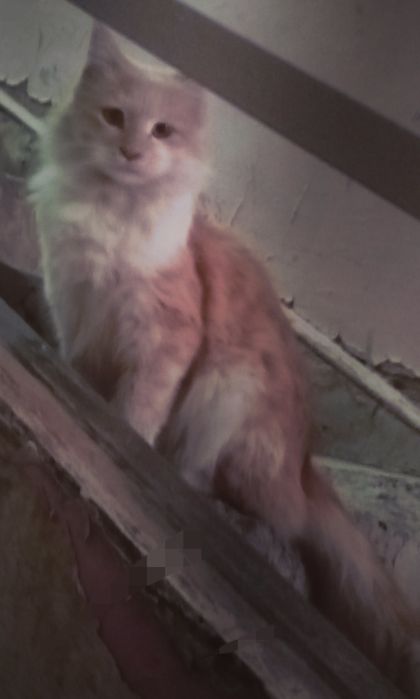 Qiz 1,2 yosh angarskiy parada yaxshi qollarga topshira man