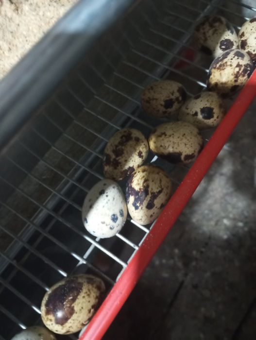 Oua prepeliță proaspete