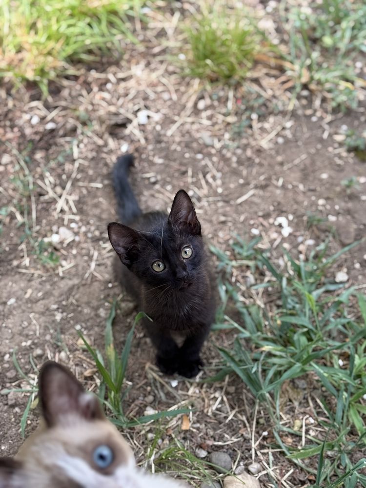 Pui Pisica adoptie
