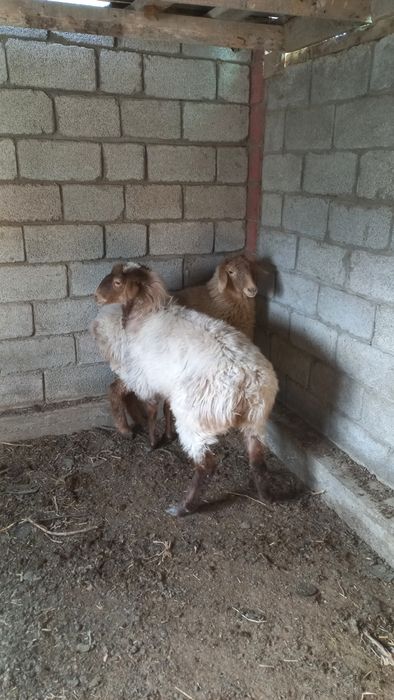 Етті ірі қойлар!