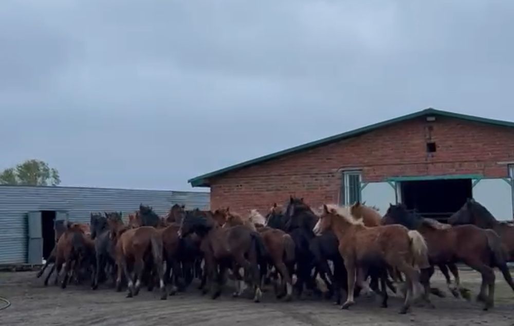 Продам оптом жирных лошадей