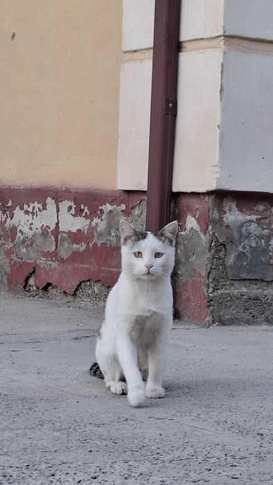 Отдаём котят в добрые руки