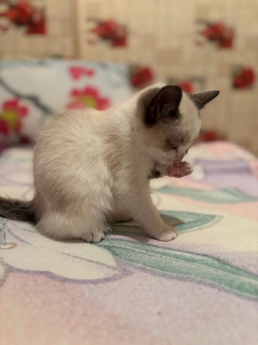 отдам котенка райрон саяхата