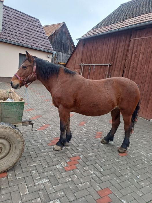 Iapa de vanzate , vârsta de 11 ani  !