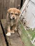 Catei spre adoptie