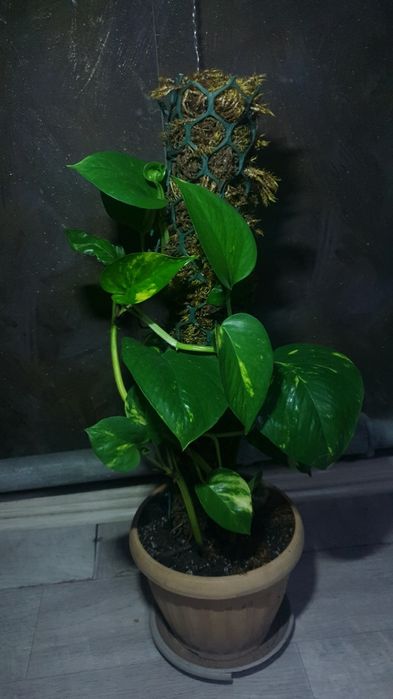 Эпипремнум продам