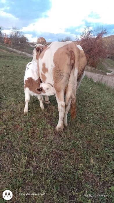 Vand vaca cu vitea - Baltata Romaneasca