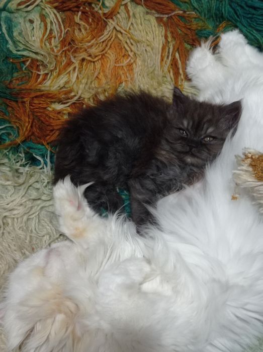 Мъжко персийско коте продавам