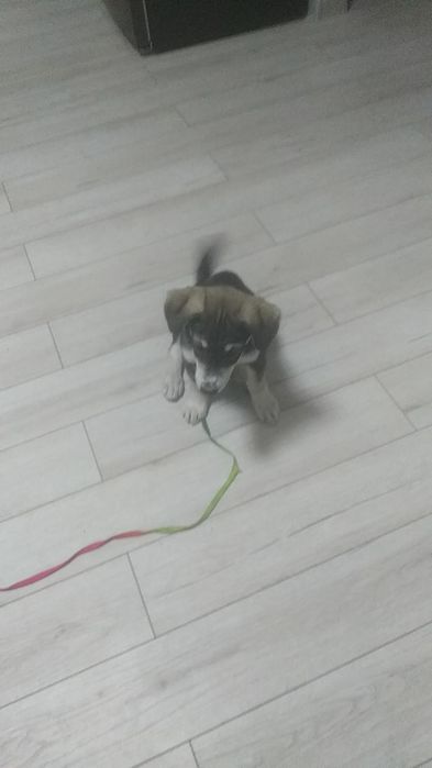 Продам собаку в Ташкенте