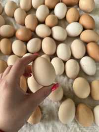 Домашние яйца 1 шт 3000 сум