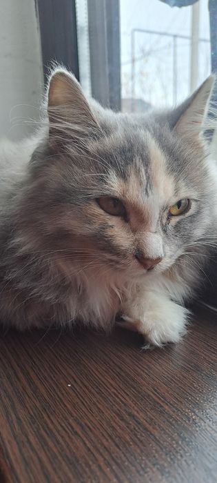 Бесплатно кошка 5 месяц